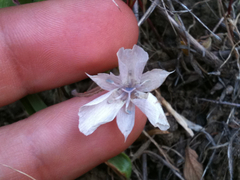 Calochortus umbellatus