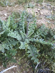 Salvia carduacea