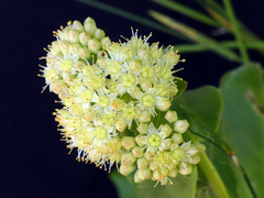 Hylotelephium maximum, photograph Michael Hansen, CC BY, iNaturalist via GBIF