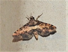 Nacoleia amphicedalis