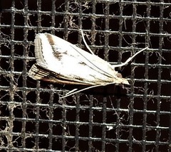 Achyra massalis