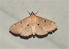 Protonoceras eucosma