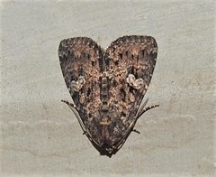 Condica aroana