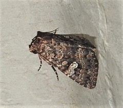 Condica aroana