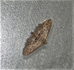 Araeopteron canescens