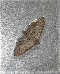 Araeopteron canescens