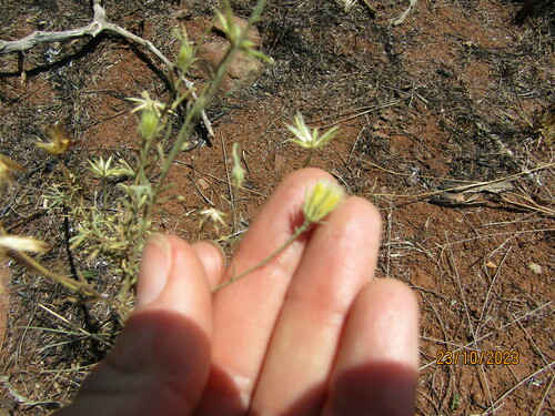Image of Pegolettia senegalensis by (c) Antoinette Eyssell Knox, some rights reserved (CC BY-SA)