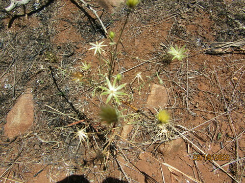 Image of Pegolettia senegalensis by (c) Antoinette Eyssell Knox, some rights reserved (CC BY-SA)
