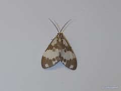Nyctemera carissima