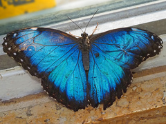 Morpho helenor peleides