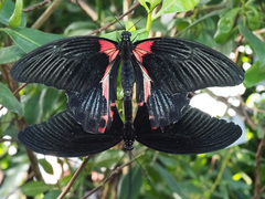 Papilio rumanzovia