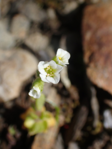 Image of Ascending Saxifrage (Saxifraga adscendens) by no rights reserved