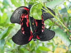 Papilio rumanzovia