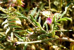 Onobrychis caput-galli