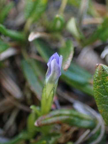 Image of Gentiana prostrata by no rights reserved