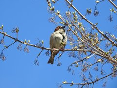 Passer domesticus