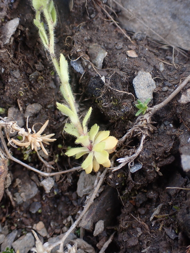 Image of Ascending Saxifrage (Saxifraga adscendens) by no rights reserved