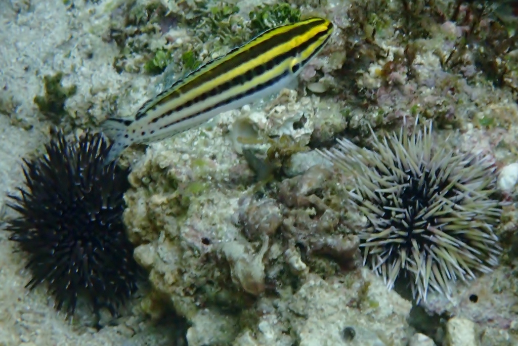 Black-banded Blenny