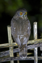 Ninox scutulata