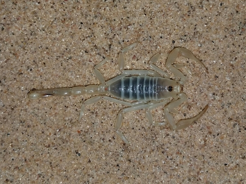 Paruroctonus xanthus