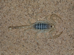 Paruroctonus xanthus