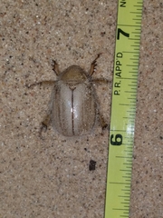 Pseudocotalpa