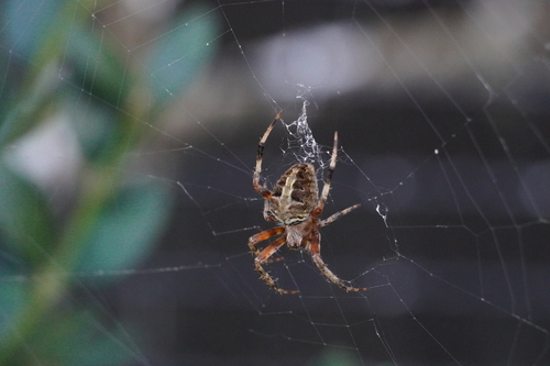 Red-femured Spotted Orbweaver photo 4