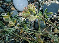 Onobrychis caput-galli