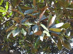 Magnolia grandiflora