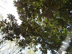 Magnolia grandiflora