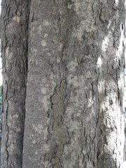 Magnolia grandiflora