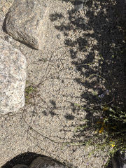 Neogaerrhinum filipes
