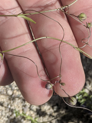 Neogaerrhinum filipes