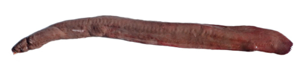 Brown Hagfish