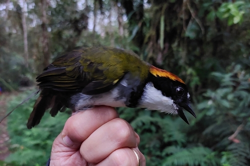 Chestnut-capped Brushfinch (Arremon brunneinucha), photo 10