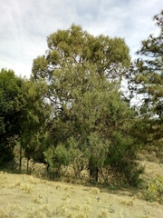 Juniperus flaccida flaccida