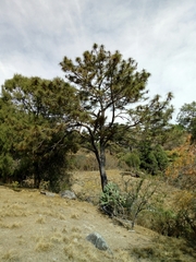 Pinus devoniana