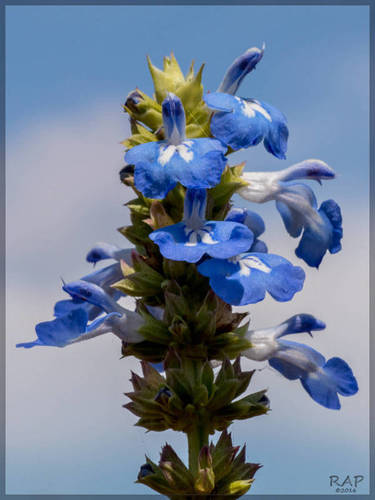 Salvia uliginosa