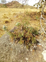 Juniperus flaccida flaccida