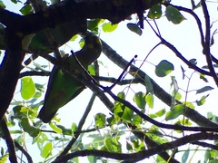 Poicephalus meyeri