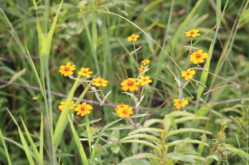Narrowleaf zinnia (Zinnia angustifolia)