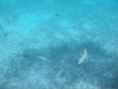 Halichoeres scapularis