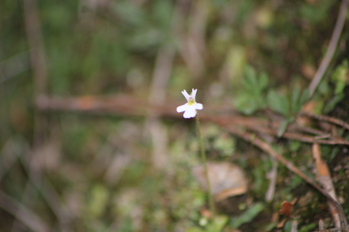Pinguicula crenatiloba (Pinguicula crenatiloba)