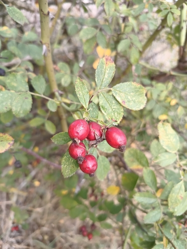 Image of Rosa agrestis by (c) Vladimír Fuka, some rights reserved (CC BY)