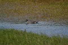 Speculanas specularis