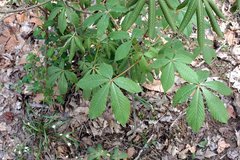 Aesculus sylvatica