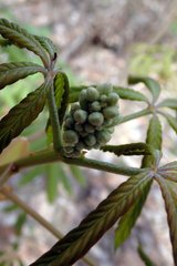 Aesculus sylvatica