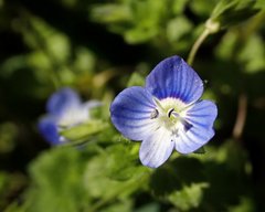 Veronica persica
