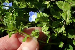 Veronica persica