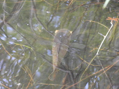 Astronotus ocellatus